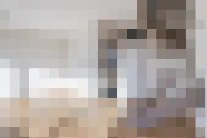 Ratelaar 3 Reeuwijk thumbnail 8