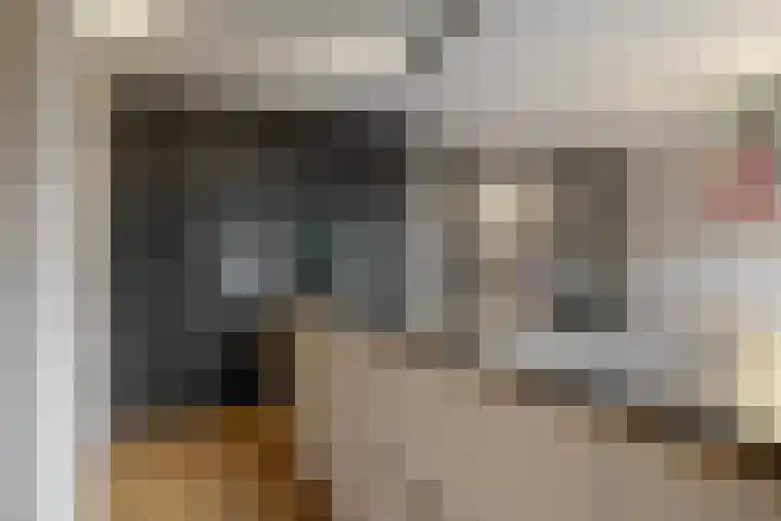 Ratelaar 6 Limmen thumbnail 15