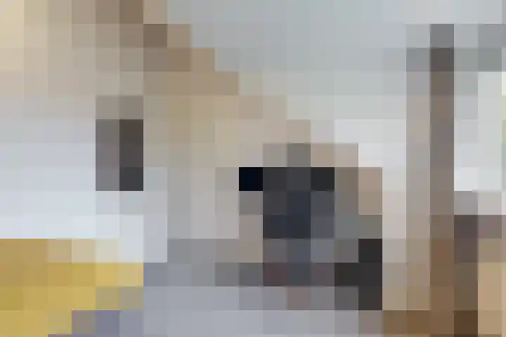 Ratelaar 6 Limmen thumbnail 35