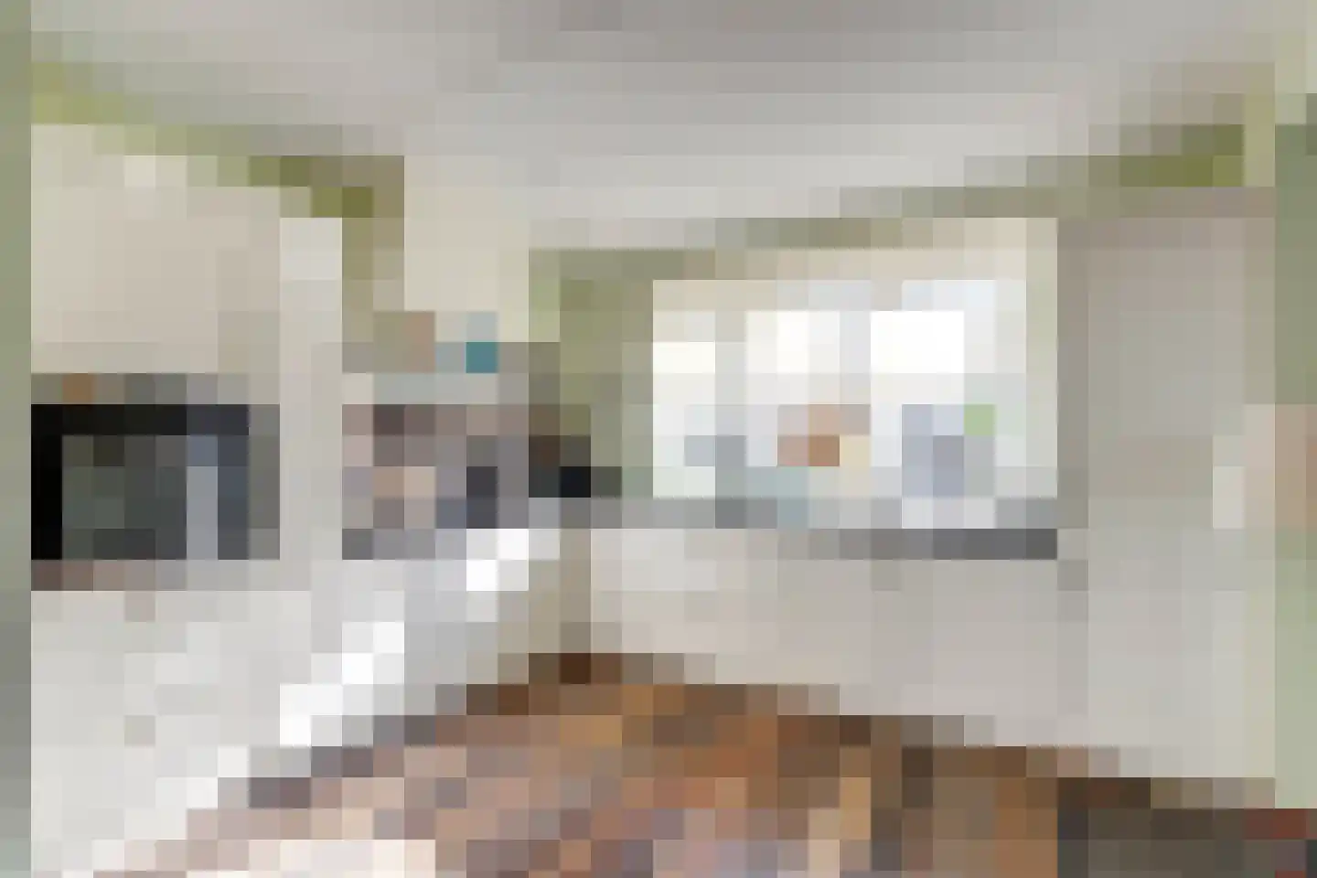 Reedulf 9 Kortgene thumbnail 7