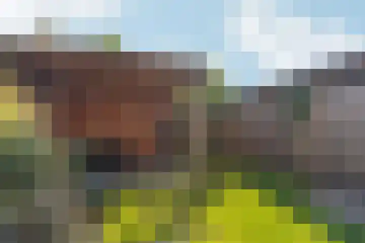 Reefakker 9 Arnhem thumbnail 37
