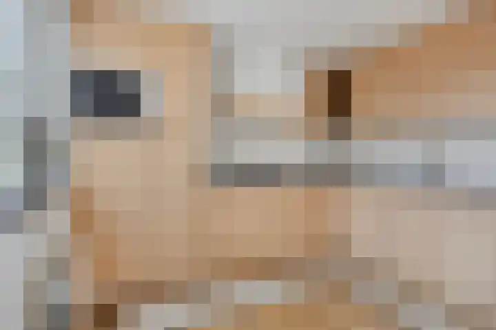 Reesstraat 27 Made thumbnail 14