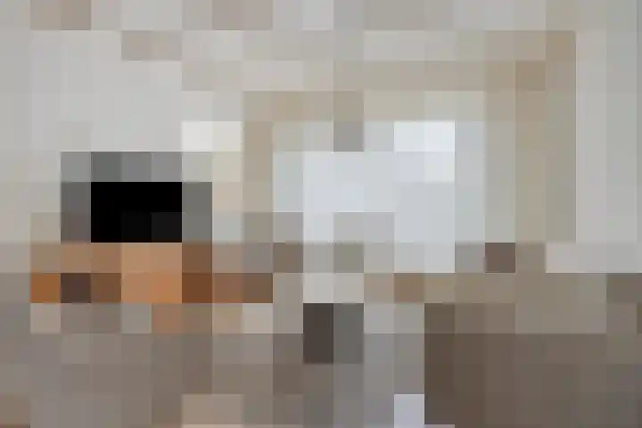 Reesstraat 27 Made thumbnail 6