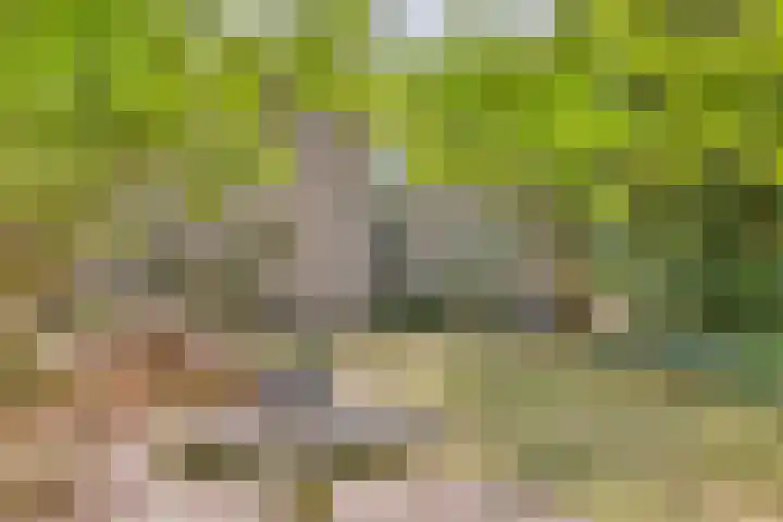Reewoude 49 Herkenbosch thumbnail 28