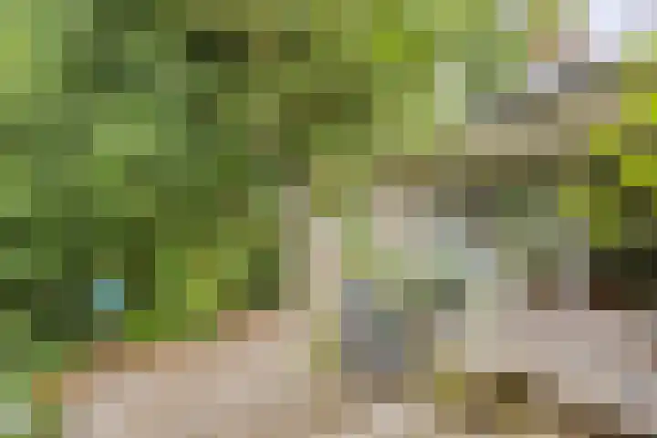 Reewoude 49 Herkenbosch thumbnail 33