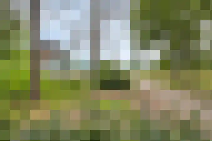 Reewoude 49 Herkenbosch thumbnail 37