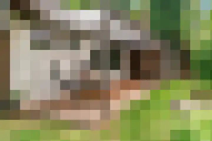 Reewoude 51 Herkenbosch thumbnail 26