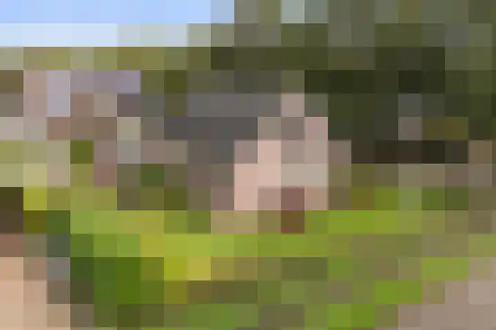 Reidikker 44 Ryptsjerk foto 2