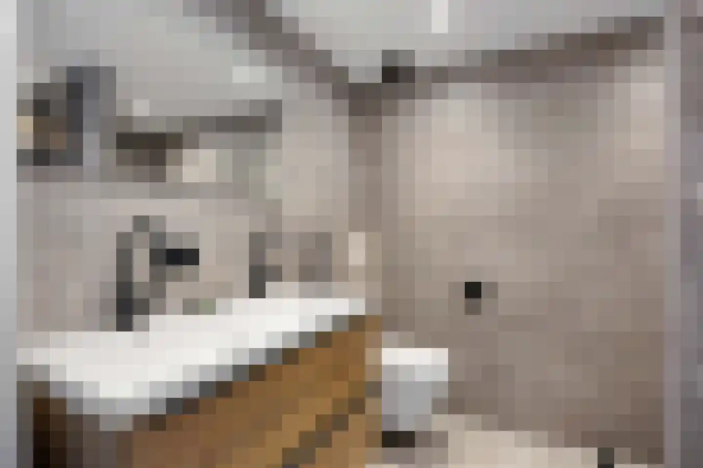 Reiger 11 Bedum foto 3