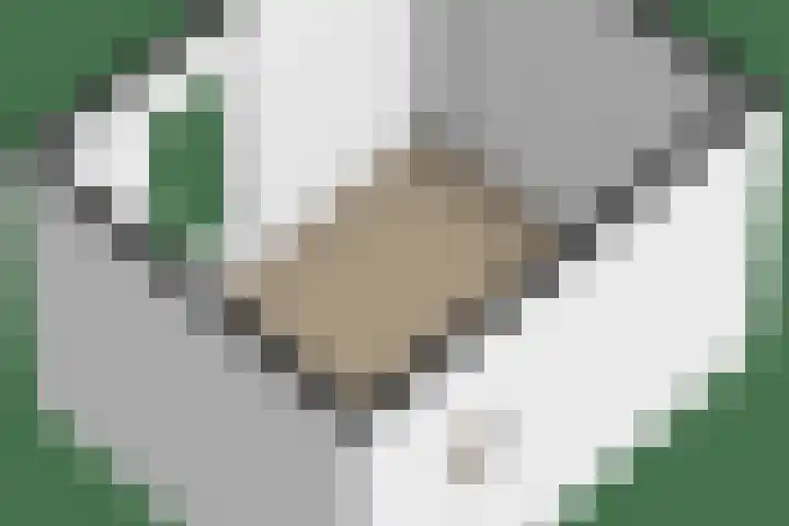 Reiger 96 Raalte thumbnail 36