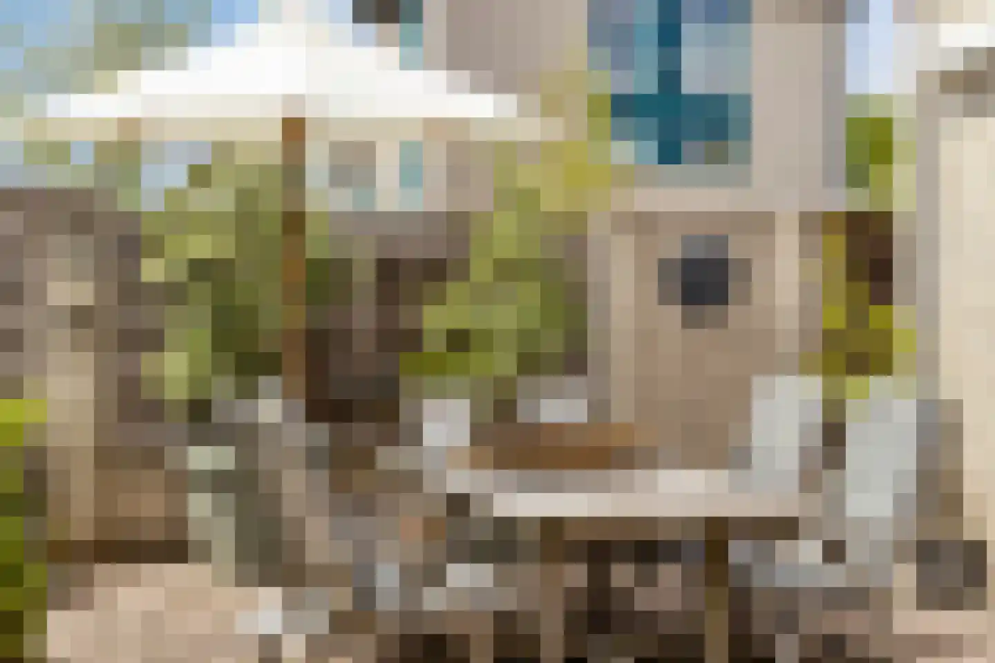 Reinette 20 Boskoop thumbnail 36