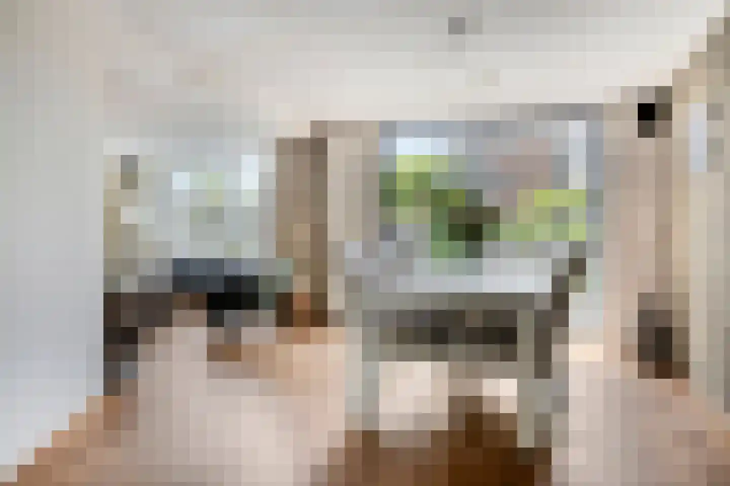 Reinette 20 Boskoop thumbnail 7