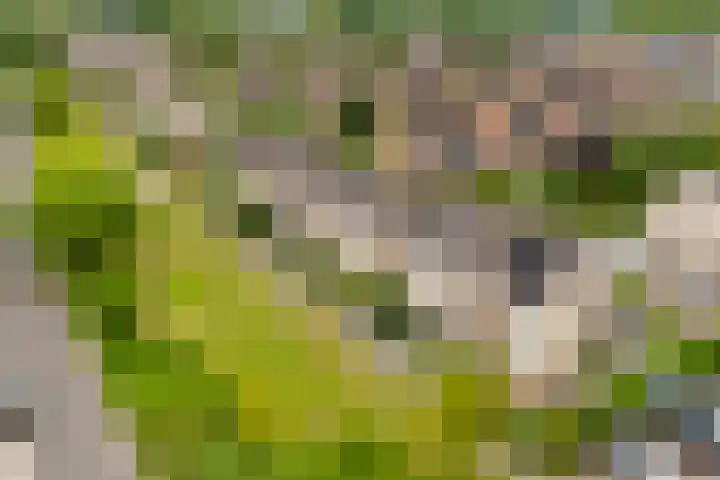 Remus 29 Wijk bij Duurstede thumbnail 29