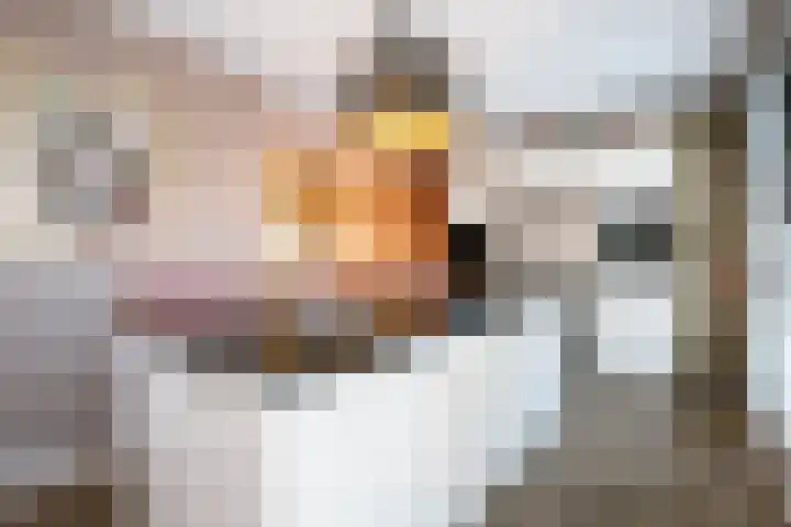 Rentmeesterstuin 26 Zevenhuizen thumbnail 7