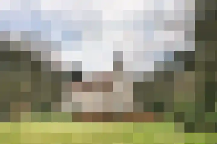 Retiefstraat 221 Ermelo thumbnail 45