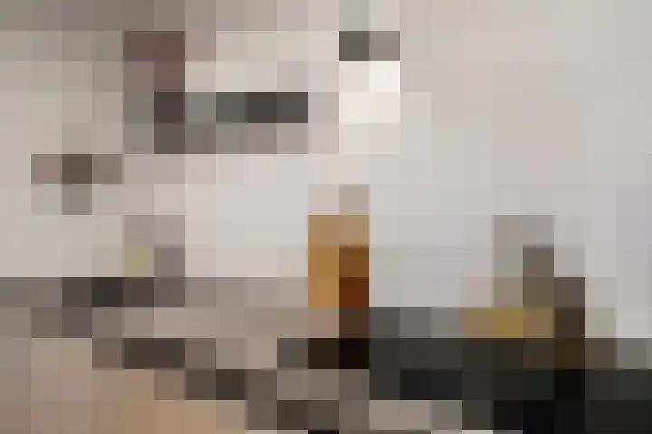 Reusel 2 Deurne thumbnail 15