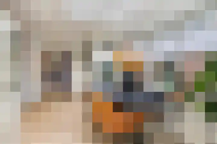 Reusel 2 Deurne thumbnail 17