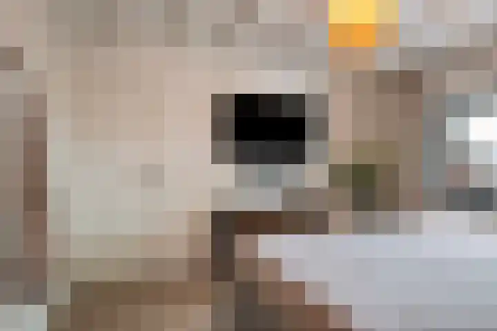 Reusel 2 Deurne thumbnail 23