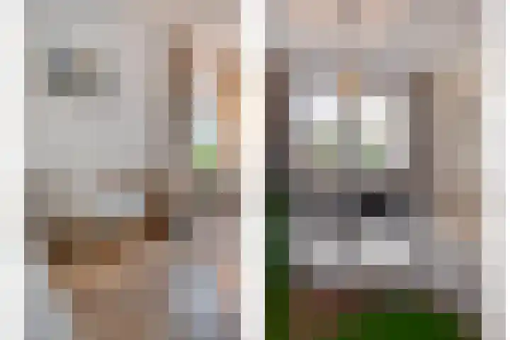 Ribberserf 6 Dalfsen thumbnail 13