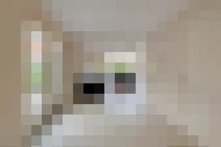 Ridderhof 22 Zoelmond thumbnail 6