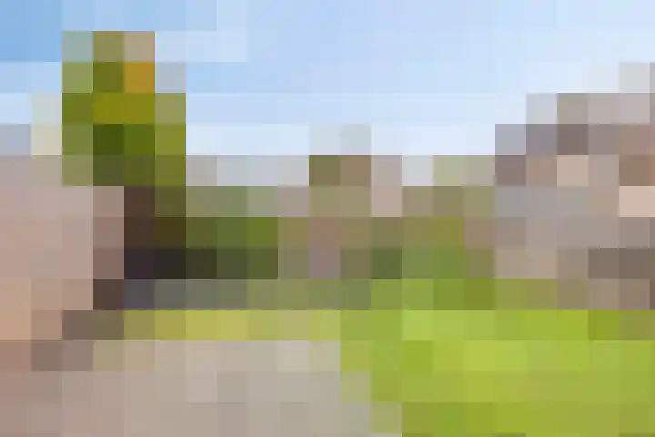 Ridderspoor 10 Zwaag thumbnail 25