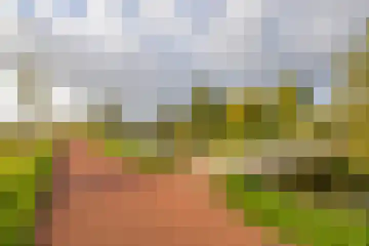 Ridderspoor 5 Zevenbergen thumbnail 40