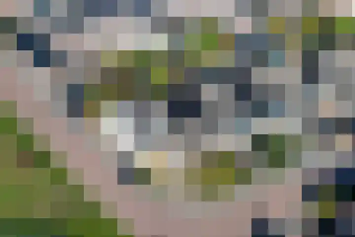 Rietbeek 32 Zwartsluis thumbnail 38