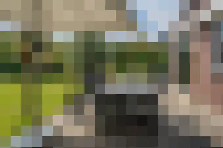 Rietdekker 69 Wijchen thumbnail 26
