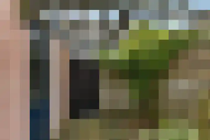 Rietgans 4 Dokkum thumbnail 25
