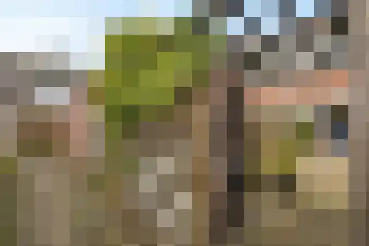Rietgans 4 Dokkum thumbnail 26
