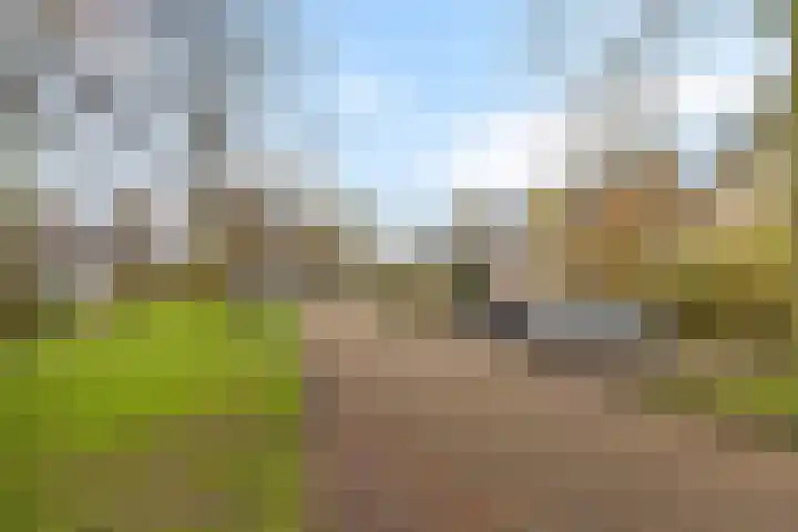 Rietgans 4 Dokkum thumbnail 29