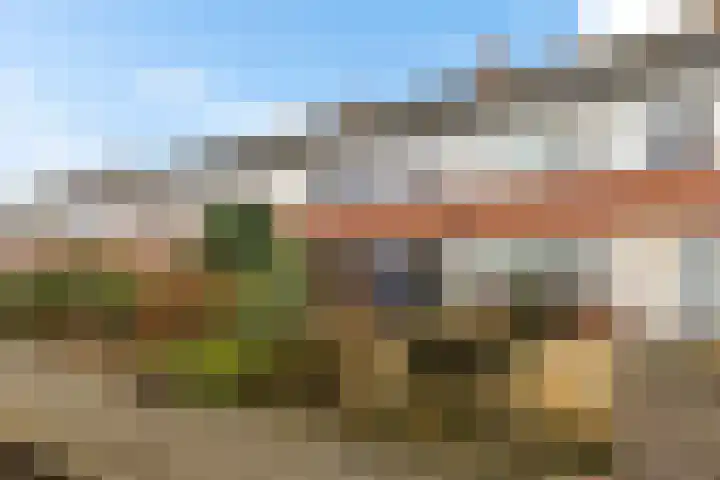 Rietgans 4 Dokkum thumbnail 5