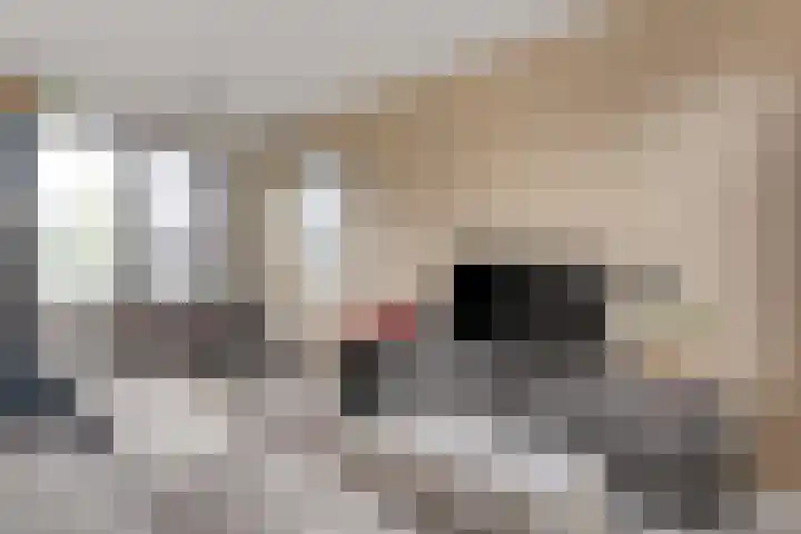 Rietgors 43 Olst thumbnail 17