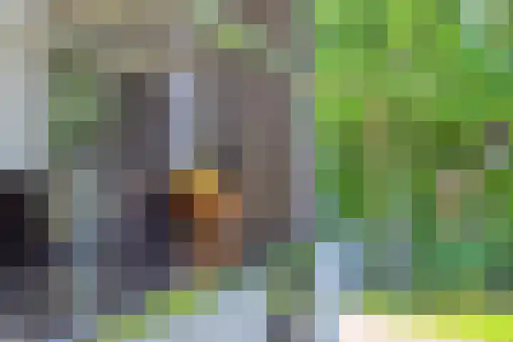 Riethaakstraat 5 Hank thumbnail 18