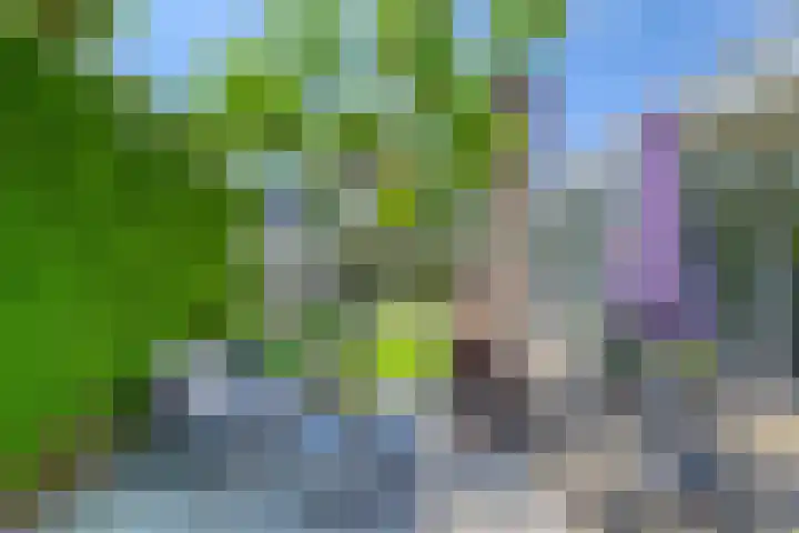 Riethaakstraat 5 Hank thumbnail 43