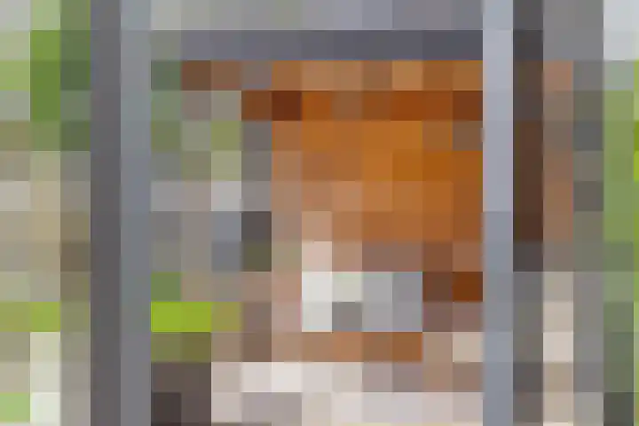 Rietkamp 1 Wapenveld thumbnail 31
