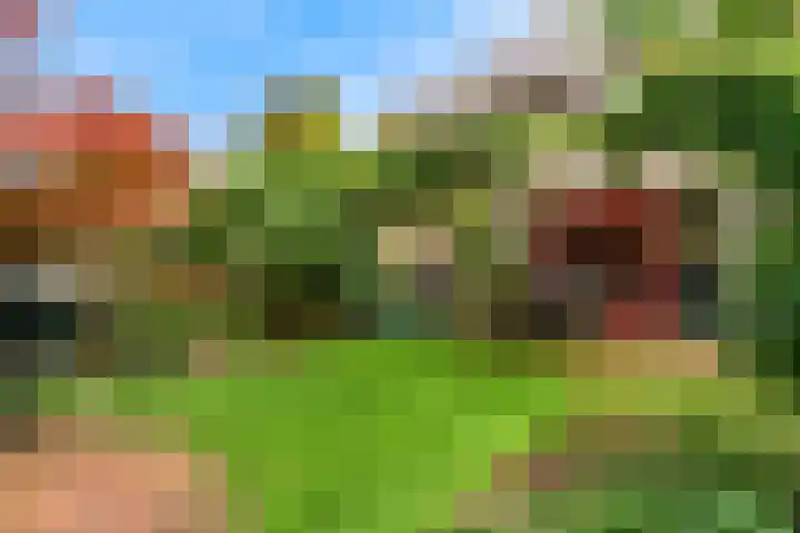 Rietorchis 4 Limmen thumbnail 36