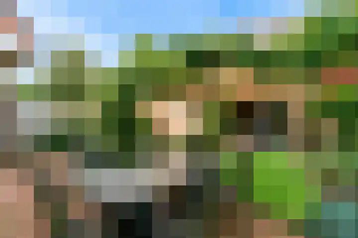 Rietorchis 4 Limmen thumbnail 38