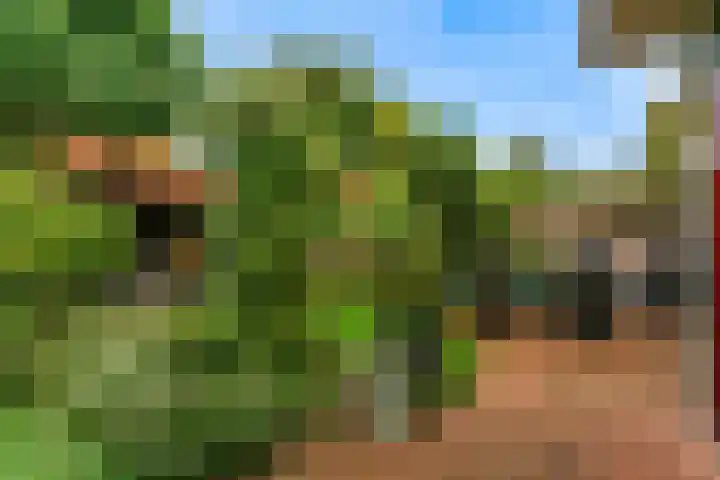 Rietorchis 4 Limmen thumbnail 6