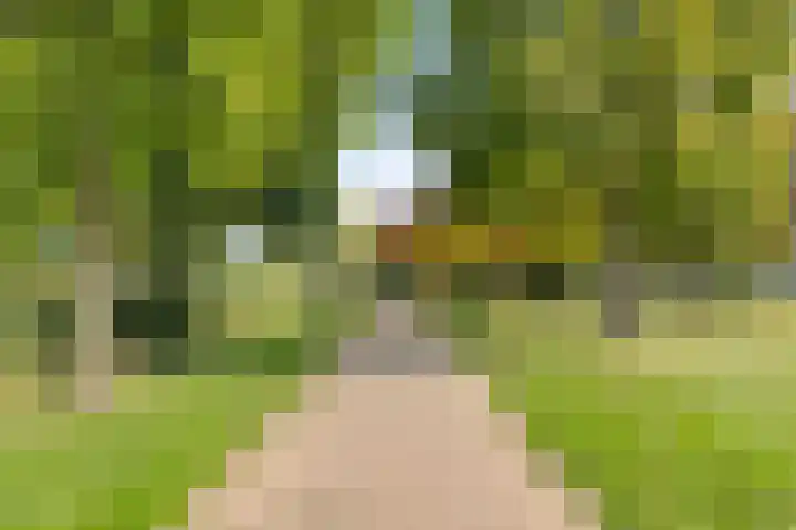 Rietven 179 Veghel thumbnail 43