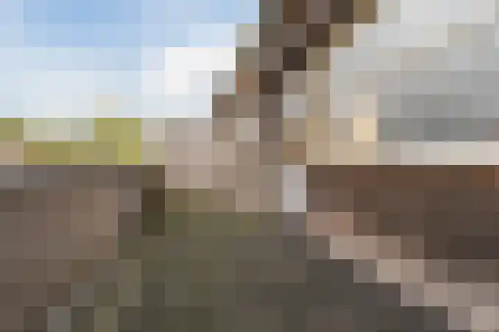 Rietven 276 Veghel thumbnail 33