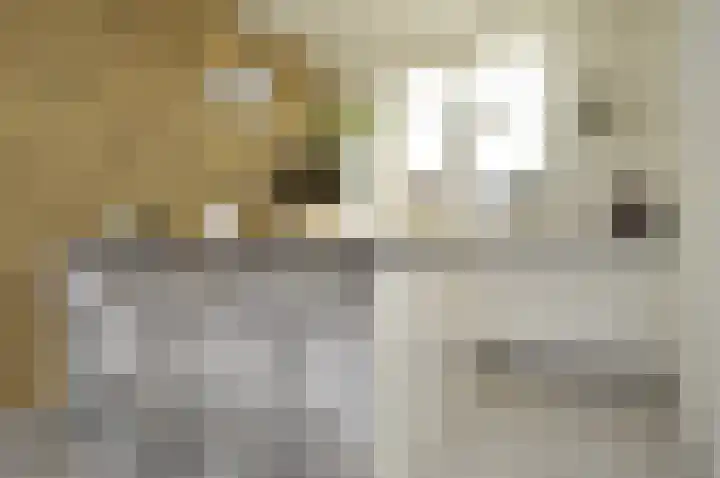 Rietven 60 Deurne thumbnail 10