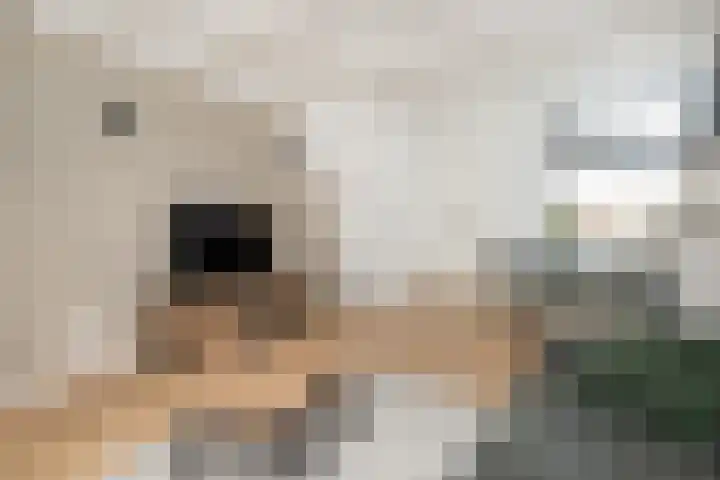 Ring 28 Middelharnis thumbnail 7