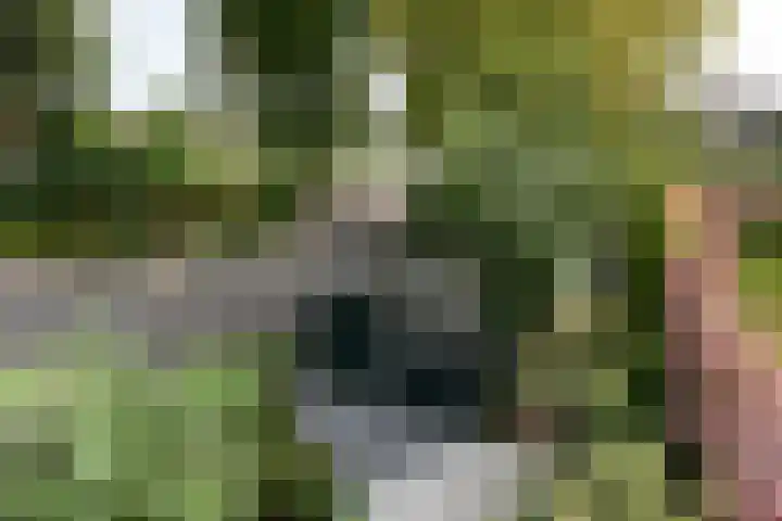 Ringdijk 11 De Kwakel thumbnail 28