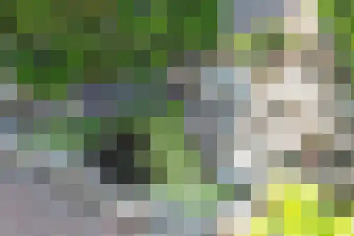Ringmus 20 Heemskerk thumbnail 18