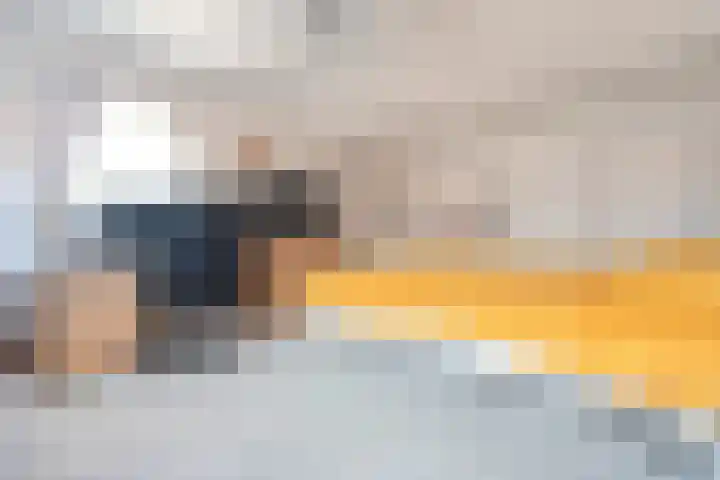 Ringmus 20 Heemskerk thumbnail 29