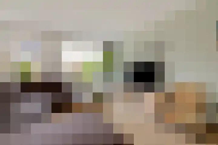 Ringmus 47 Olst thumbnail 5
