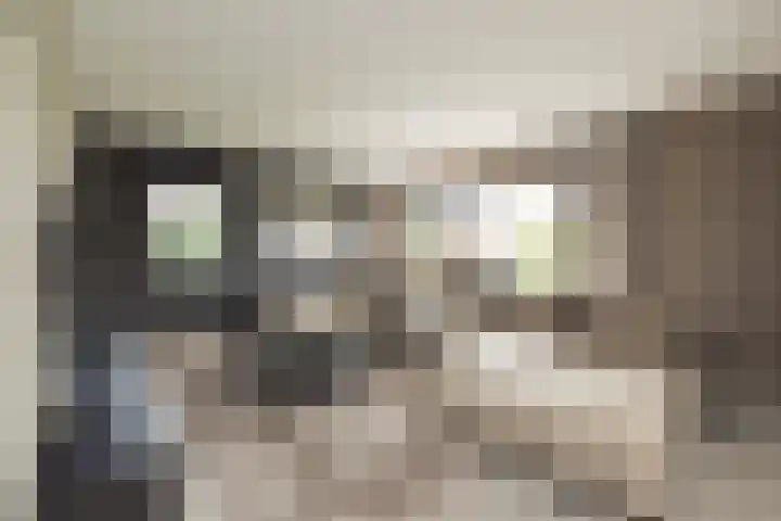 Ringvaartzijde 15 Lisse thumbnail 18