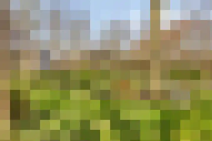 Ringweg 47 Limbricht thumbnail 40