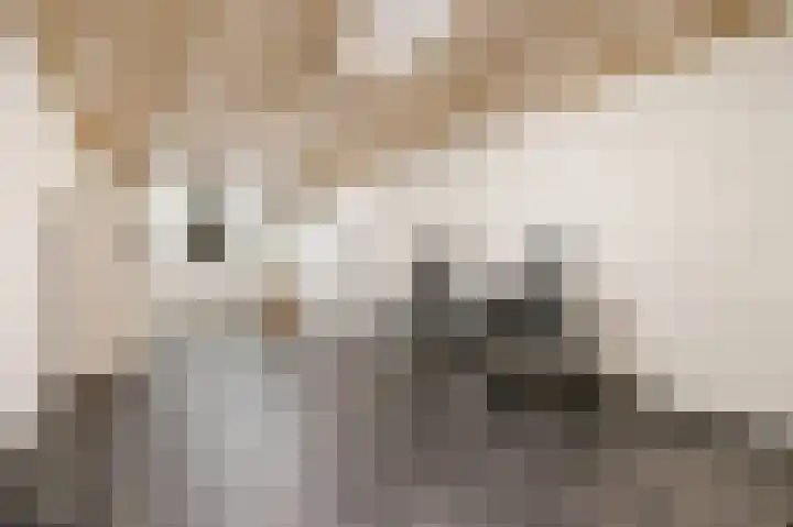Robert Schumansingel 6 Budel thumbnail 20